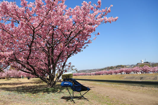 倉敷の河津桜スポット：倉敷川沿いの千本桜を見ながら春色チェアリングを満喫しよう！